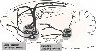 Basal Forebrain Cholinergic System and Orexin Neurons: Effects on Attention